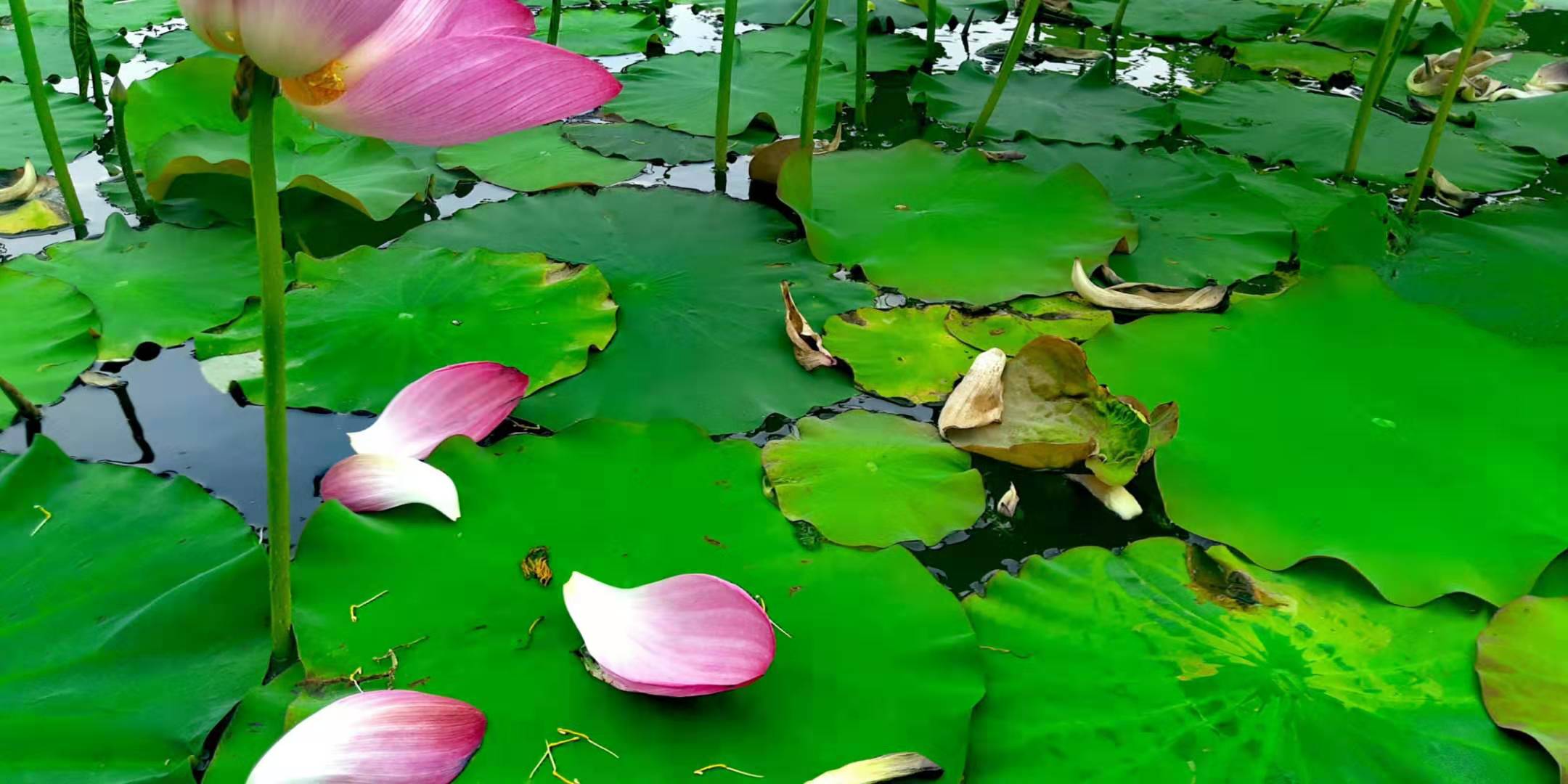 映日荷花别样红