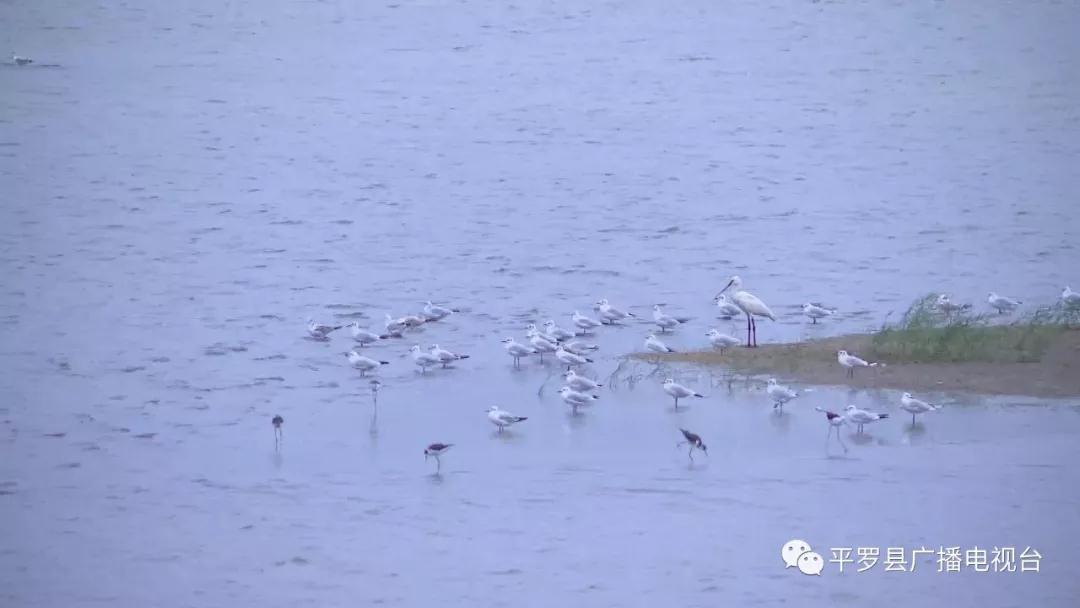 平罗瀚泉海:候鸟南下的“加油站”