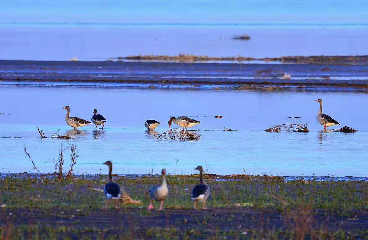 鸿雁落脚宁夏平罗河谷