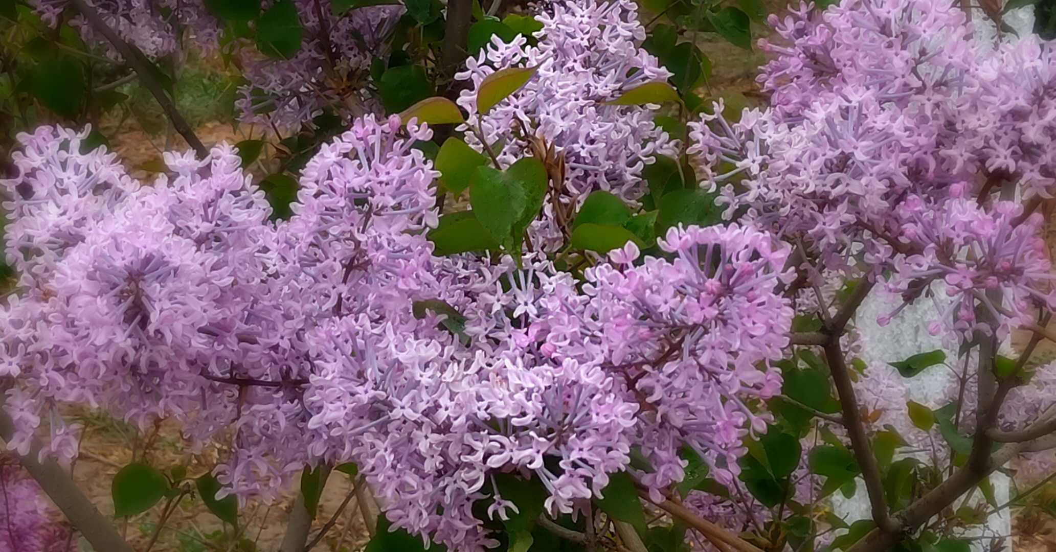 清明断雪,谷雨断霜
