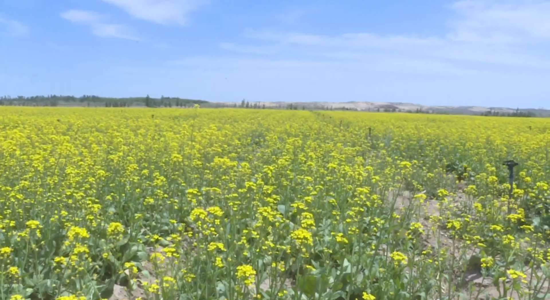 “我们的小康生活”大型主题采访走进平罗县