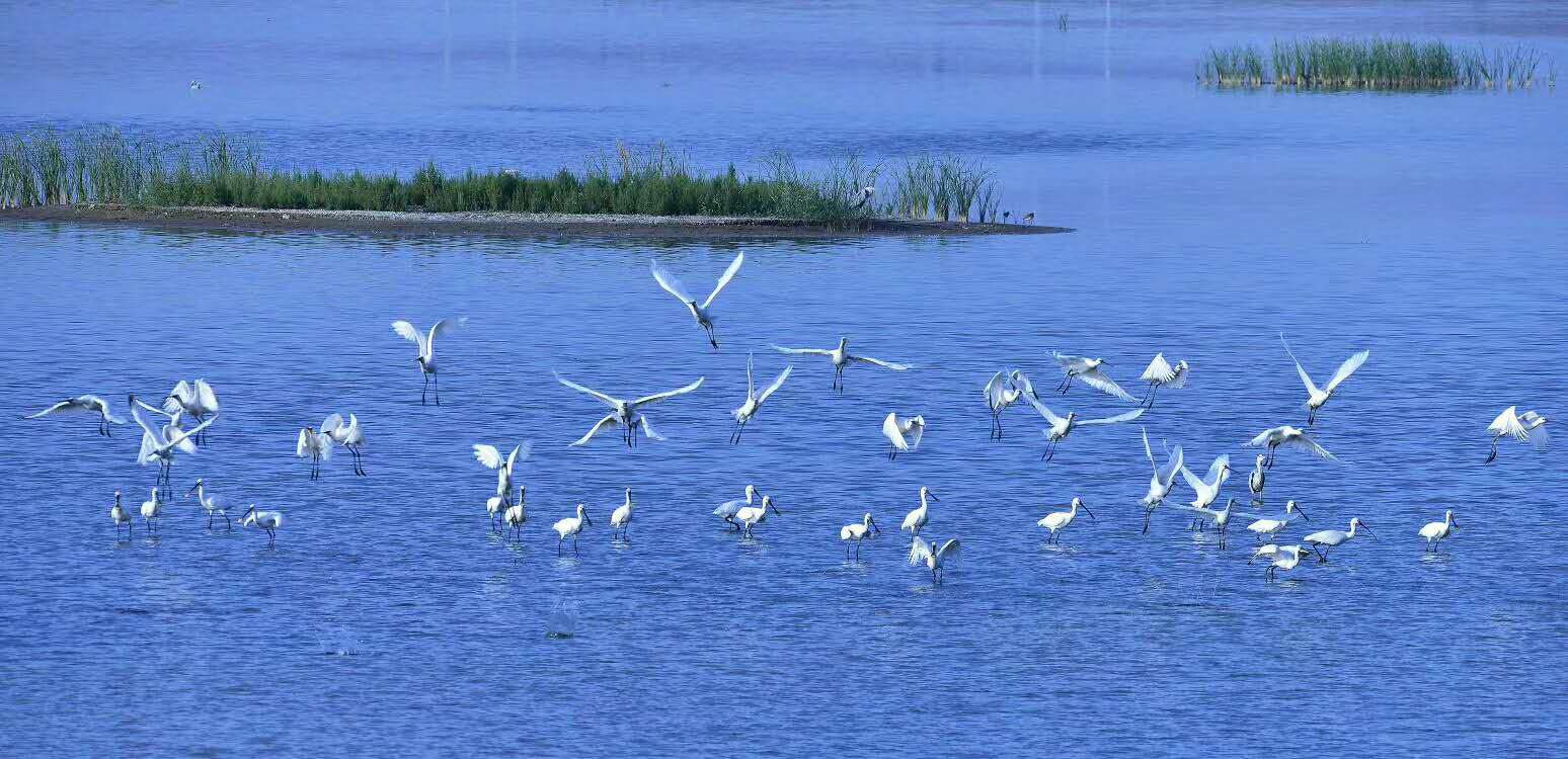 平罗河谷 白鹭成行