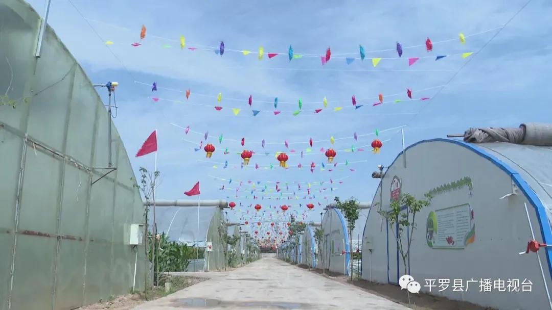 平罗姚伏镇:采摘盛宴即将开启