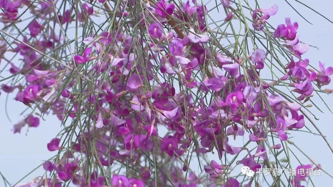 沙漠花棒“红艳艳”