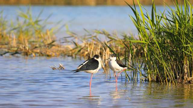 沙湖：一汪碧水 沙漠明珠