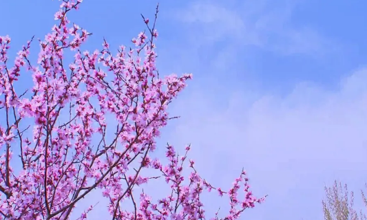 ​花开“争”春色