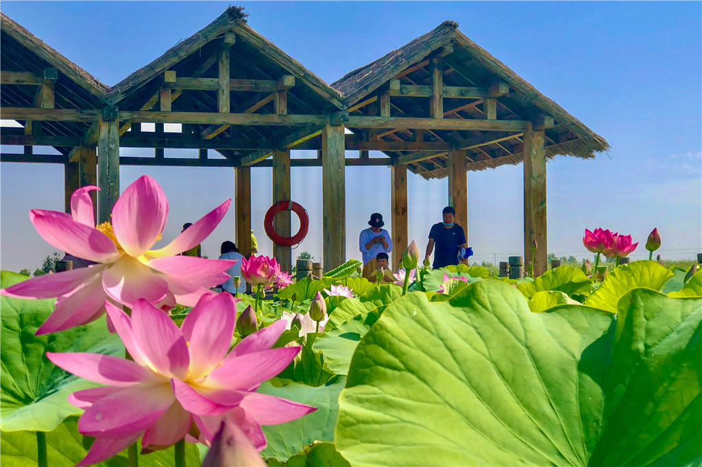 平罗沙湖：纵情碧水金沙间 赏花赏荷享清凉