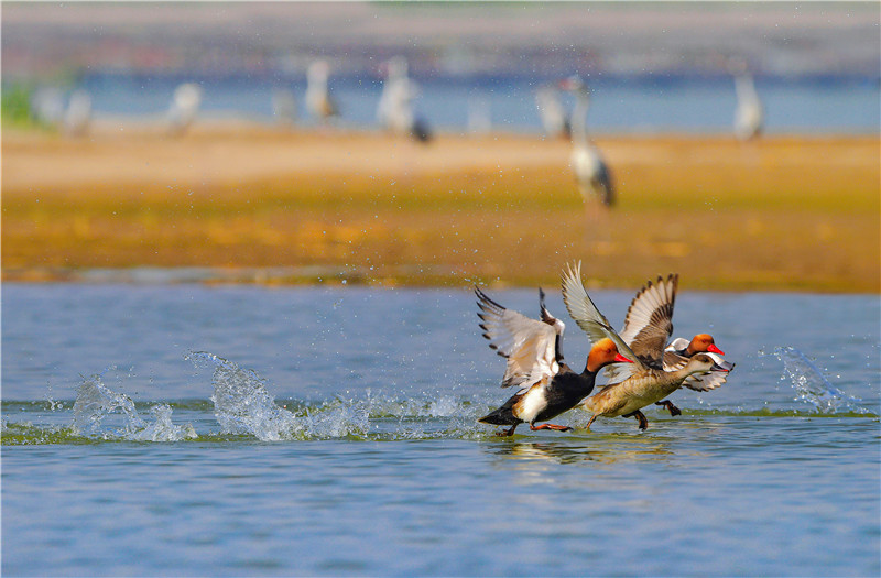 沙湖：四月烟火气渐浓 吸氧清肺观百鸟