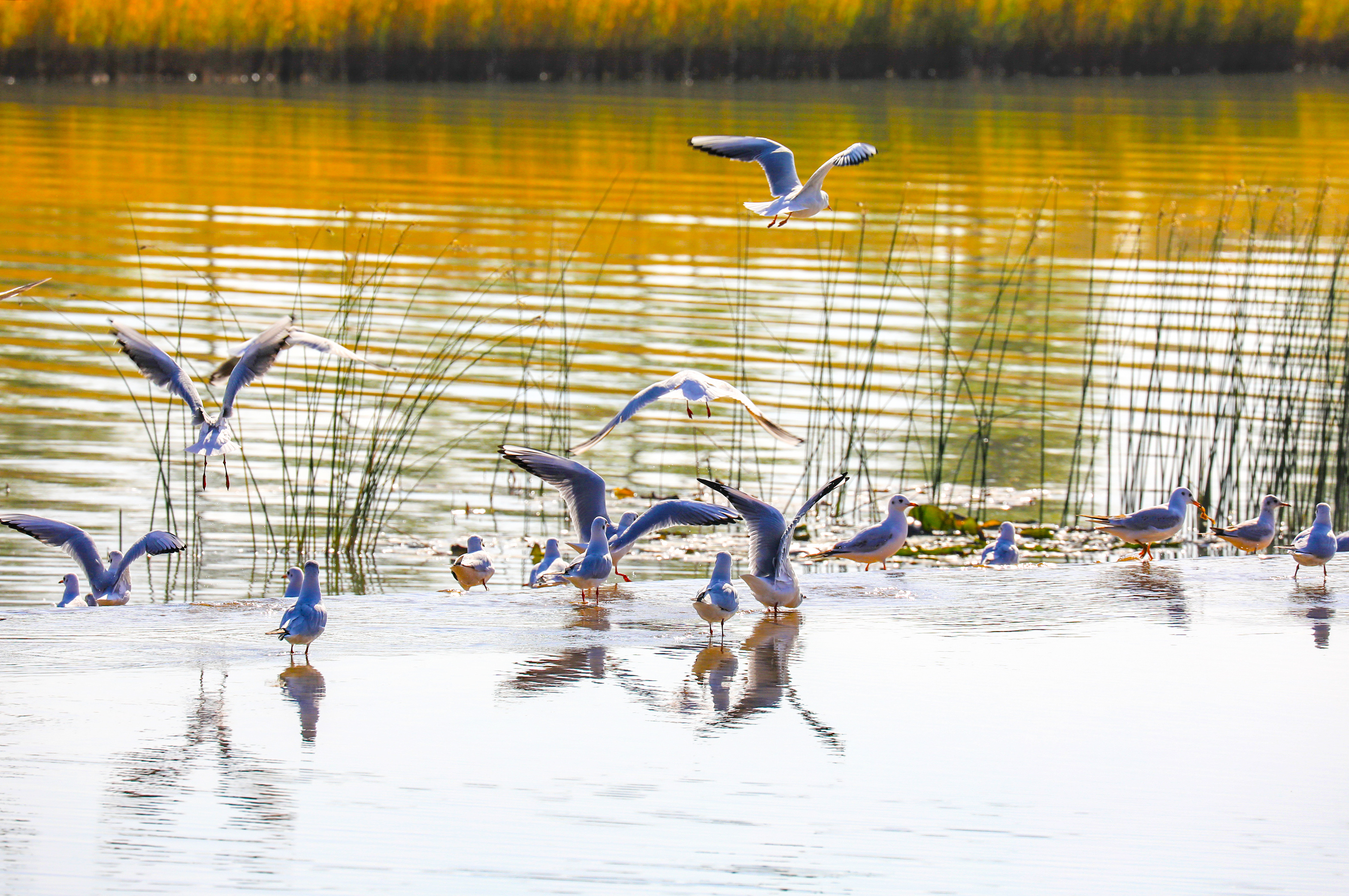 飞越千山万水，红嘴鸥再赴“沙湖之约”