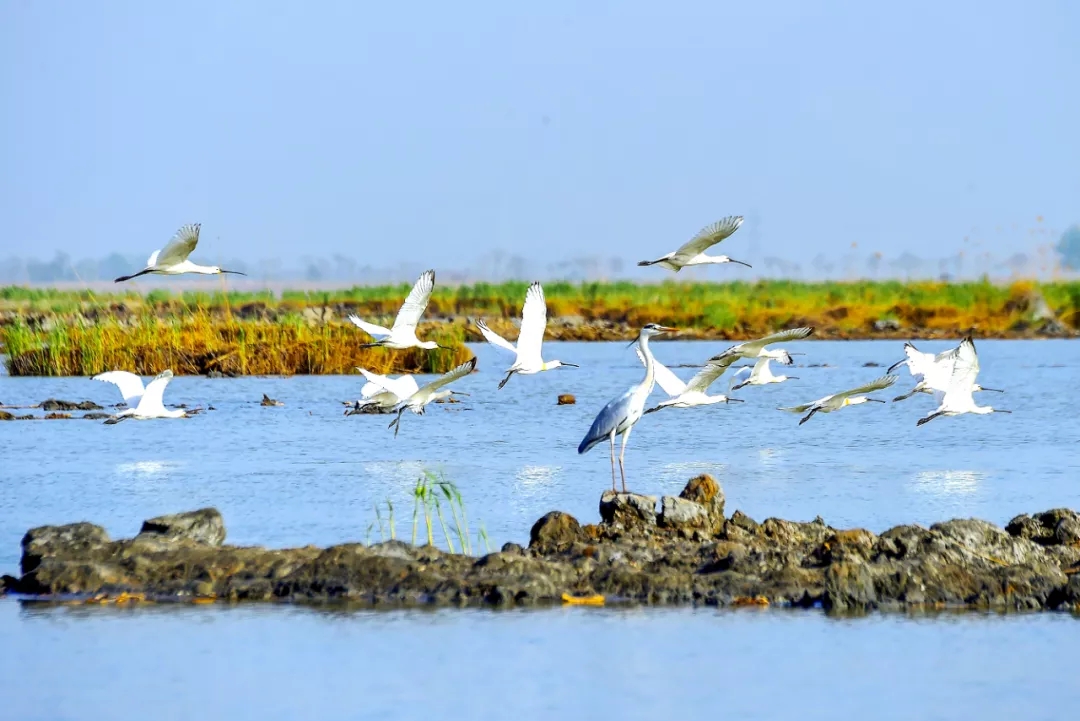 有一种美叫做我去沙湖“约”候鸟