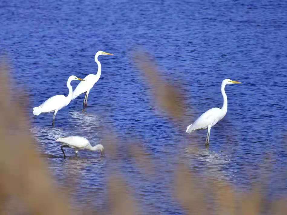 清晨的开启--平罗鸟影