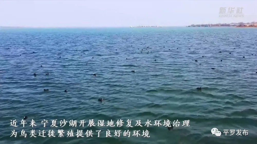 宁夏沙湖:小天鹅如约而至