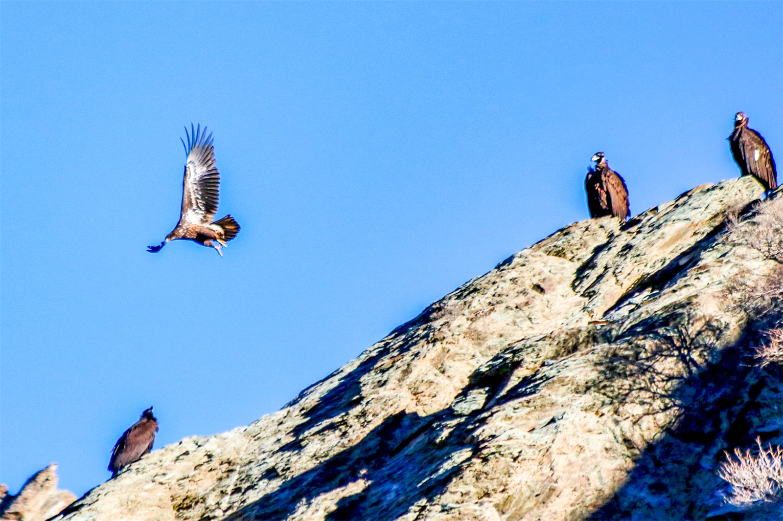 国家一级保护野生动物白尾海雕现身贺兰山国家森林公园