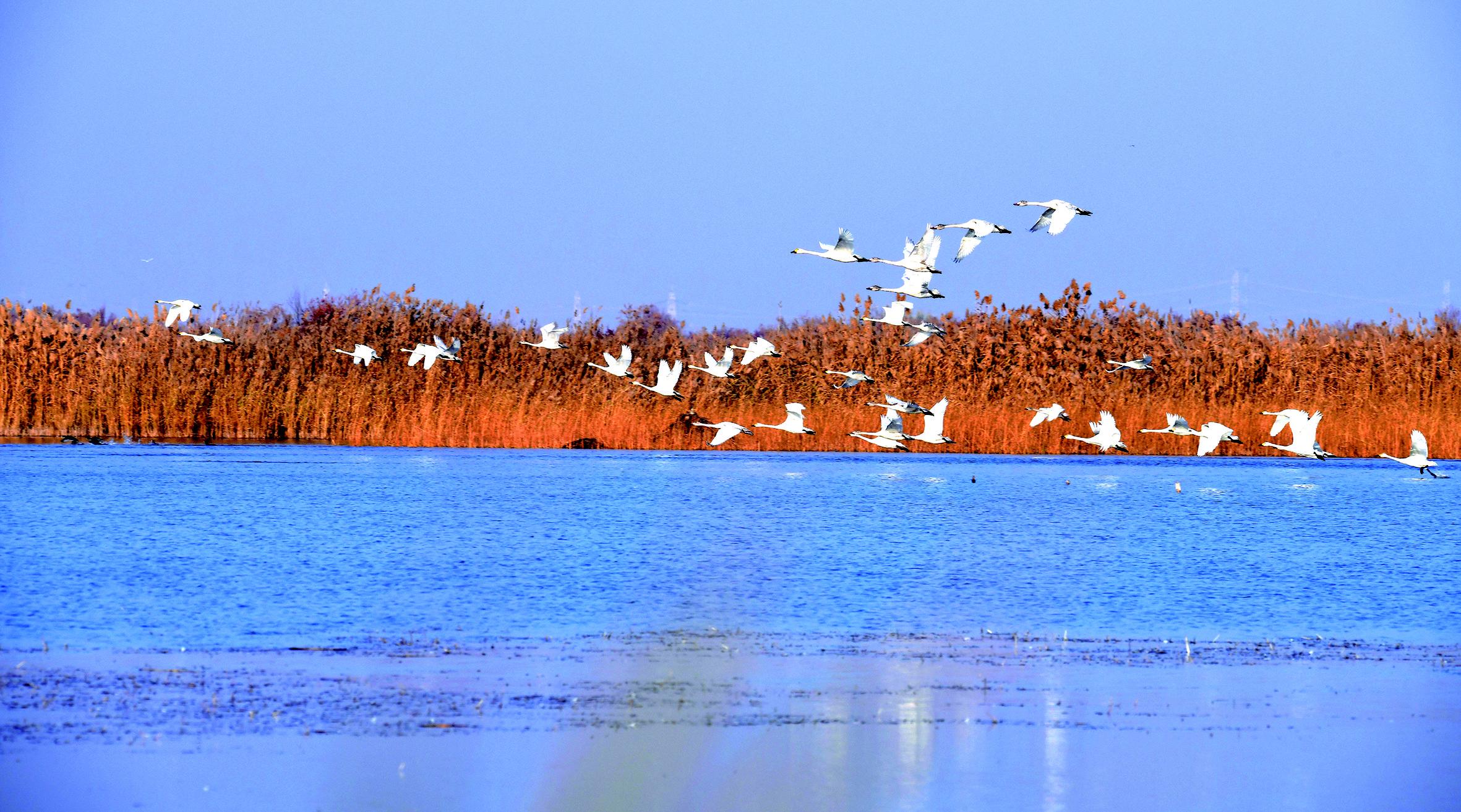 候鸟“天堂”石嘴山的生态画卷