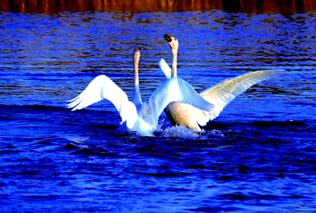 黄河美不美 候鸟最知道