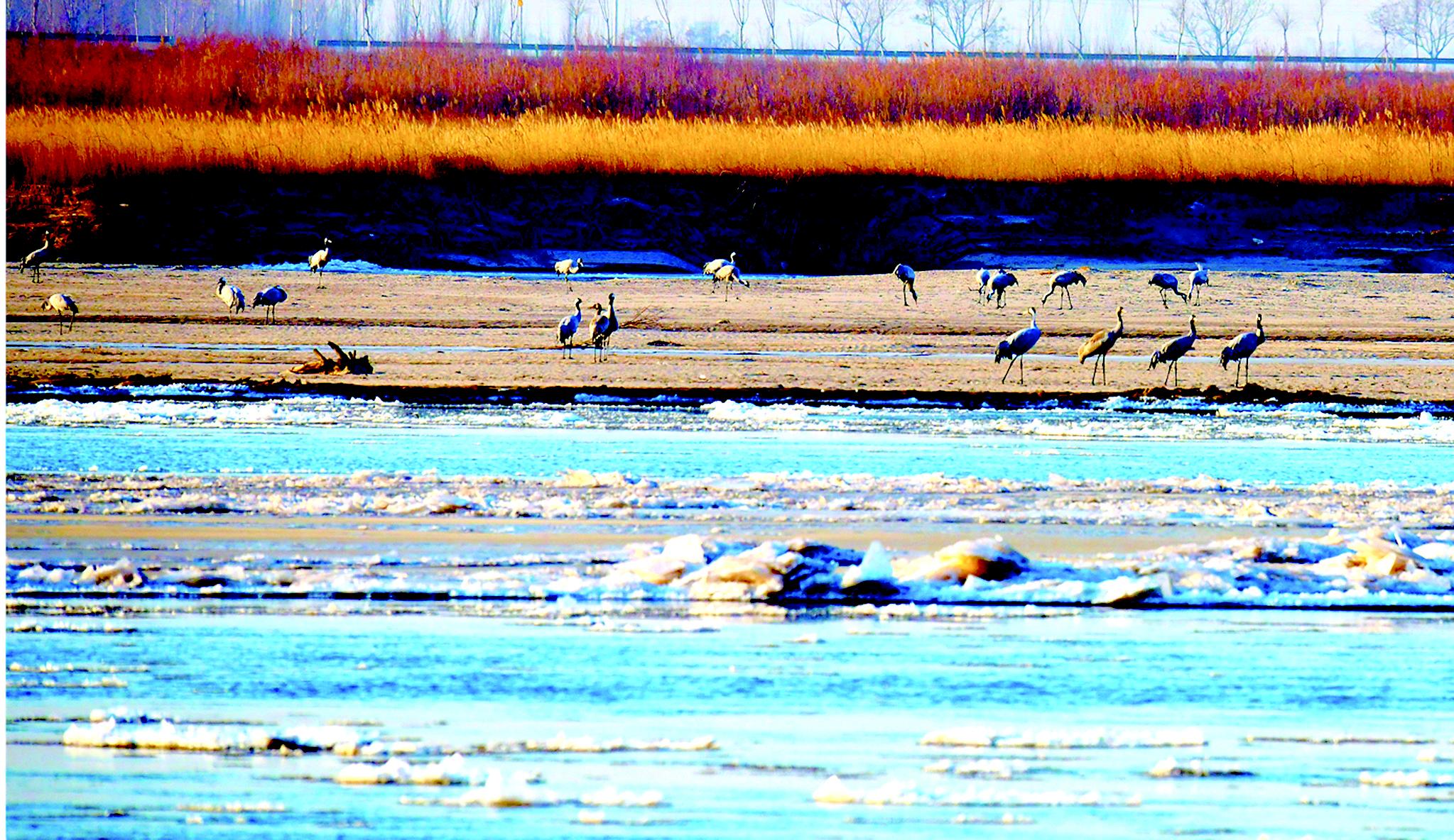 灰鹤在黄河边嬉戏