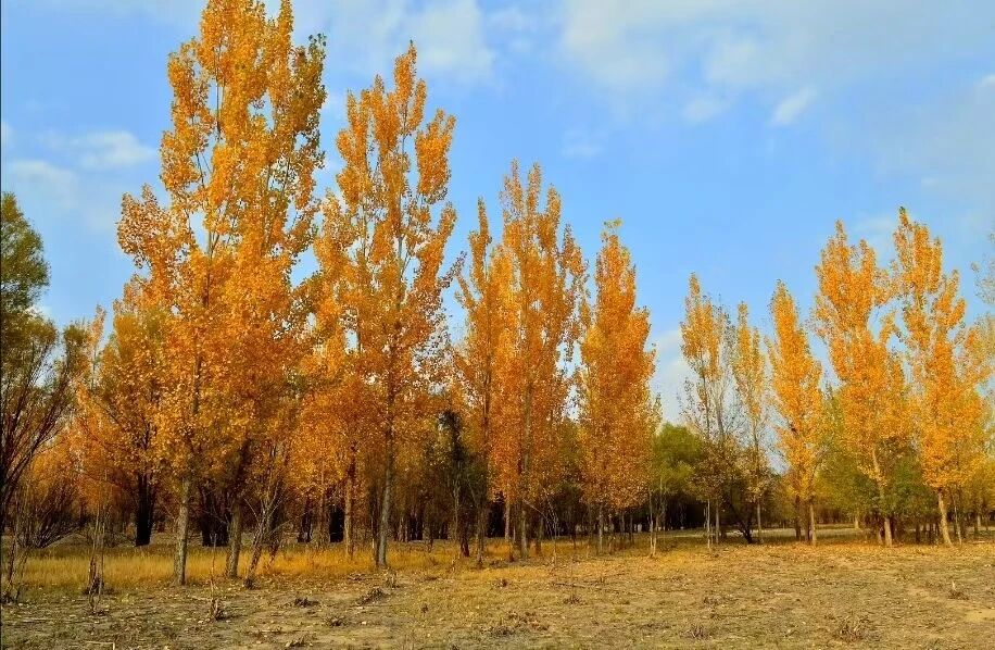 平罗秋日必去！天河湾白杨林金黄似海，这处秘境太出片